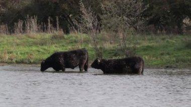 İki Galloway sığırı, Eijsder Beemden Doğa Koruma Alanı 'ndaki bir gölün suyunda sakince duruyor. Arka planda akan su, ot ve yabani bitkiler. Güney Limburg, Eijsden' de sonbahar günü.