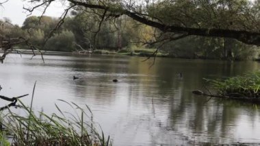 Eijsder Beemden Doğa Rezervi 'ndeki sakin sularında yüzen üç ördekli göl, bir ağaç dalı tarafından çerçevelenmiş, arka planda ağaçlar, Eijsden, Güney Limburg, Hollanda' da sonbahar günü