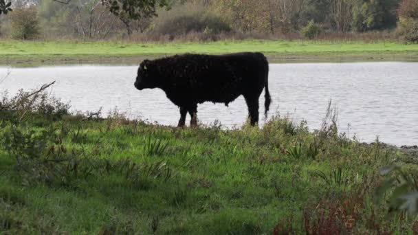 Eijsder Beemden自然保護区 厚い黒い毛皮 背景の水 Eijsden 南Limburg オランダの秋の日に池で立って放牧するGalloway牛 — ストック動画
