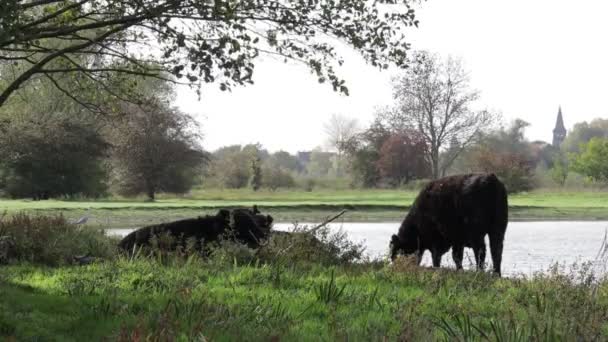 Galloway牛のグループが横になり Eijsder Beemden自然保護区の湖畔に立っている1つ 背景の木 Eijsdenの秋の日 南Limburg オランダ — ストック動画