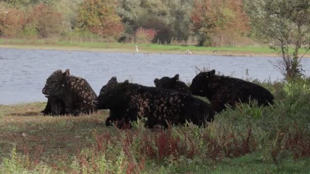 Group Galloway Cattle Lying Pond Eijsder Beemden Nature Reserve Plants — Stock Video