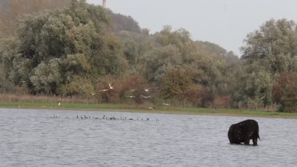 Tylny Widok Bydło Galloway Stojące Wodzie Jeziora Ptaki Pływające Latające — Wideo stockowe