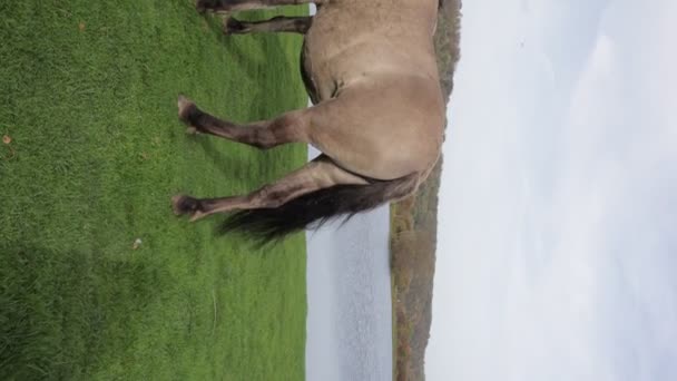 Rear View Polish Konik Horse Grazing Green Grass Eijsder Beemden — Stock Video