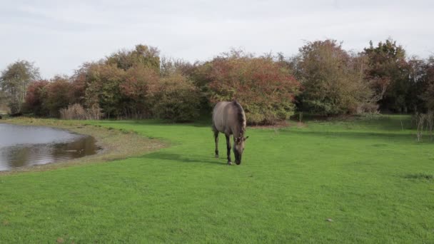 波兰科尼克马在爱德比姆登自然保护区的一个池塘边放牧 背景是秋天的树 灰色的毛皮 秋天是在荷兰南林堡的爱德斯登 — 图库视频影像