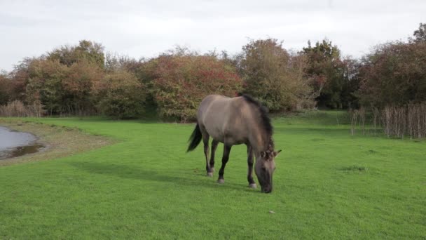 Pemandangan Depan Dari Penggembalaan Kuda Konik Polandia Cagar Alam Eijsder — Stok Video