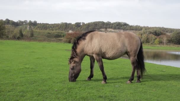 Polnisches Konik Pferd Weidet Auf Grünem Gras Eijsder Beemden Naturpark — Stockvideo