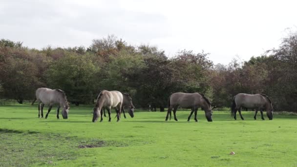 Eine Gruppe Polnischer Konik Pferde Weidet Ruhig Auf Grünem Gras — Stockvideo