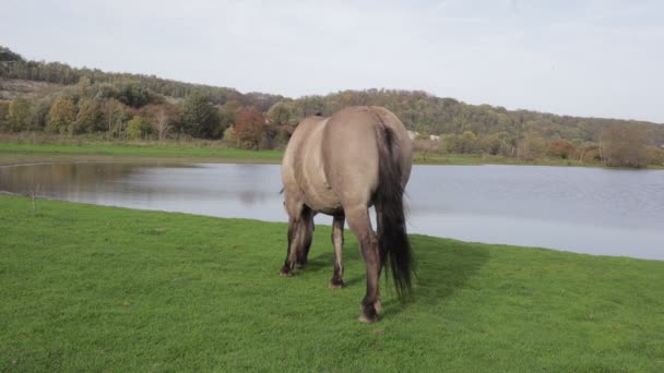 Rückansicht Eines Polnischen Konik Pferdes Das Eijsder Beemden Nature Reserve — Stockvideo
