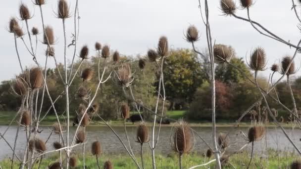Plantes Sauvages Dipsacus Teasel Déplaçant Par Vent Lac Des Arbres — Video