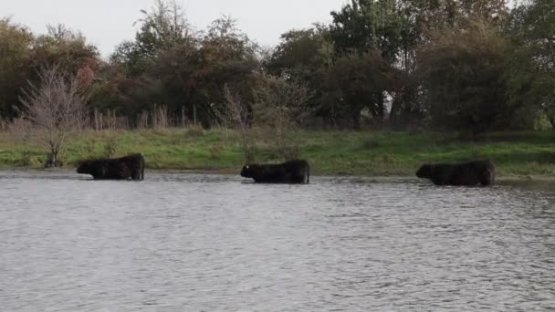 荷兰南林堡艾吉斯登市 三头盖洛威奶牛在爱德比姆登自然保护区的池塘里排成一行 身后是流水 青草和树木 — 图库视频影像