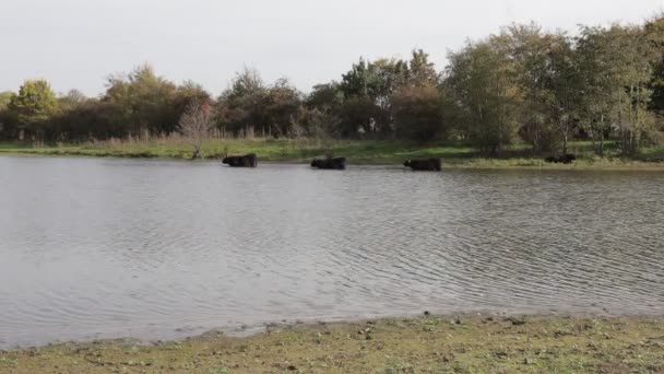 2人の上級観光客のロマンチックなシーンが会うとEijsder Beemden自然保護区 バックグラウンドで3つのGalloway牛 Eijsdenの秋の日 南Limburg オランダの池の海岸にキス — ストック動画