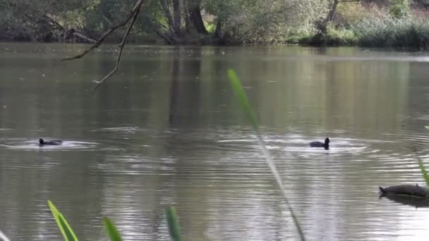 Dois Coots Comuns Eurasianos Nadando Mergulhando Água Lago Reserva Natural — Vídeo de Stock