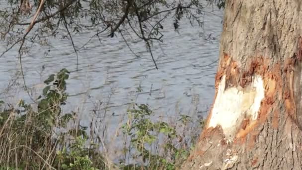 エイクスダー ベームデン自然保護区のマアス川のビーバーにかまれた丸太のクローズアップ 野生植物 背景に流れる水 オランダのサウス リンブルグ州エイクスデンの秋の日 — ストック動画