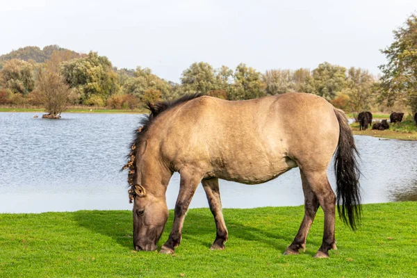 Cavalo Polonês Konik Pastando Costa Lago Prado Verde Reserva Natural — Fotografia de Stock