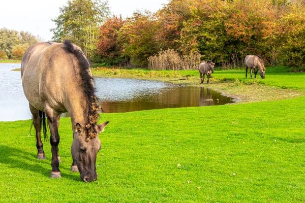 Cavalo Polonês Konik Margem Lago Pastando Prado Verde Reserva Natural — Fotografia de Stock