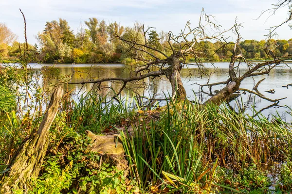 Árbol Desnudo Caído Hierba Silvestre Orillas Del Lago Reserva Natural — Foto de Stock