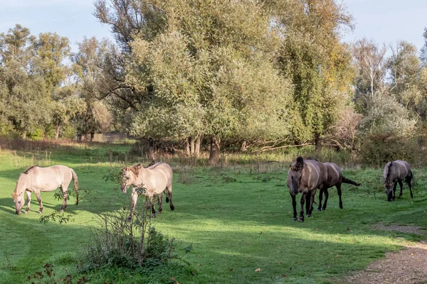 Herd Polish Konik Horses Walking Freely Green Grass Eijsder Beemden — Stock Photo, Image
