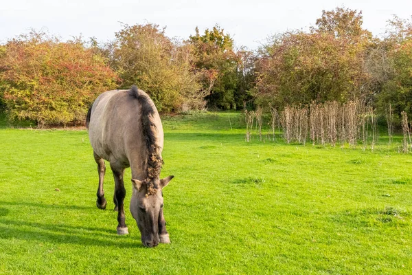 Cavalo Polonês Konik Pastando Prado Verde Reserva Natural Eijsder Beemden — Fotografia de Stock