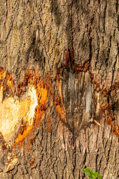 Zbliżenie Pnia Drzewa Gryzionego Przez Bobra Rezerwacie Przyrody Eijsder Beemden — Zdjęcie stockowe