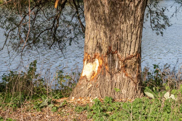 Pień Drzewa Ugryziony Przez Bobra Nad Rzeką Maas Rezerwacie Przyrody — Zdjęcie stockowe