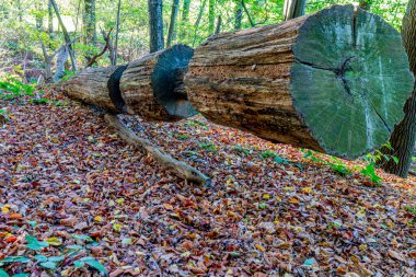 Bir tepenin üzerine oyulmuş üç ağaç gövdesi, yerde kuru yapraklar ve yeşil yapraklar, Hollanda 'nın Güney Limburg kentindeki Landgoed Vliek veya Vliekerbos doğa koruma alanında güneşli bir sonbahar günü.