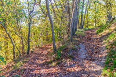 Ağaçlarla çevrili bir tepede çatal, yeri kaplayan kuru yapraklar, sarımsı yeşil yapraklar, Landgoed Vliek 'te güneşli bir sonbahar günü veya Hollanda' nın Güney Limburg kentinde Vliekerbos doğa rezervi.
