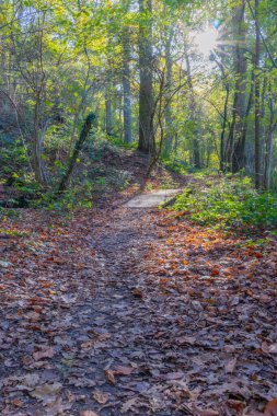 Yerdeki kuru yapraklarla kaplı patika, arka plandaki ağaçların arasından güneş ışınları, Hollanda 'nın Güney Limburg kentindeki Landgoed Vliek veya Vliekerbos doğa koruma alanında güneşli bir sonbahar günü.