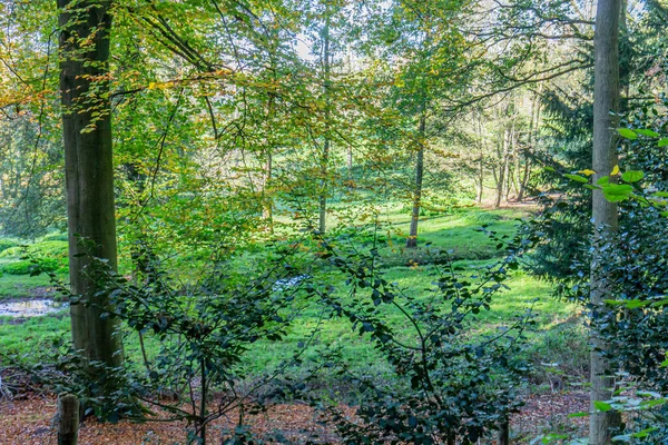 Bäume Mit Gelbgrünem Laub Mit Einem Bach Hintergrund Bewaldete Landschaft — Stockfoto