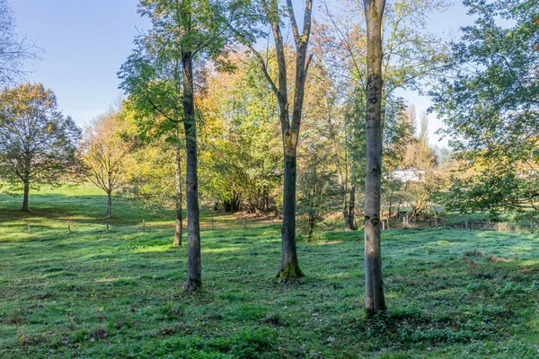 青い空 緑の草 ランゴドヴェークまたはVliekerボス自然保護区 南リンブルグ オランダでの晴れた秋の日に対して黄色緑の葉が散在する木々と草原の風景 — ストック写真