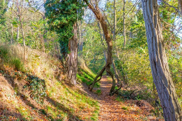 Sentier Randonnée Avec Une Branche Arbre Tombé Milieu Chemin Entre — Photo