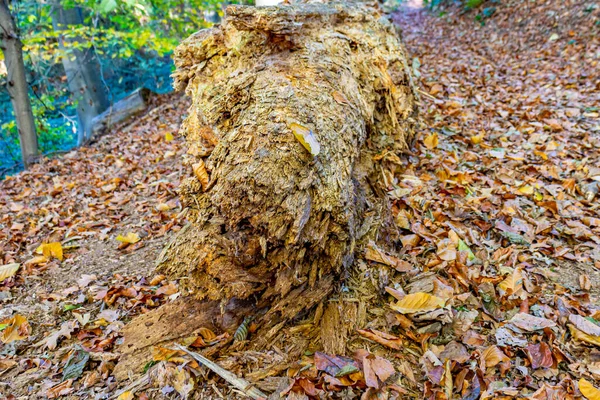 Stary Pogodny Pień Drzewa Spadł Obok Szlaku Suche Liście Ziemi — Zdjęcie stockowe