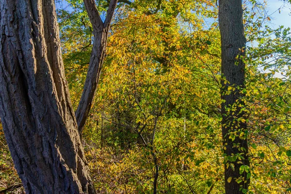Två Trädstammar Och Gulgröna Lövverk Höstträd Mot Blå Himmel Bakgrunden — Stockfoto