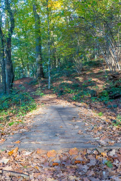 Weg Zwischen Bäumen Und Vegetation Der Einem Kleinen Holzweg Führt — Stockfoto