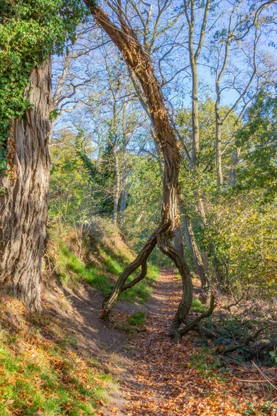 Caminhadas Com Galho Caído Obstruindo Caminho Entre Vegetação Selvagem Árvores — Fotografia de Stock