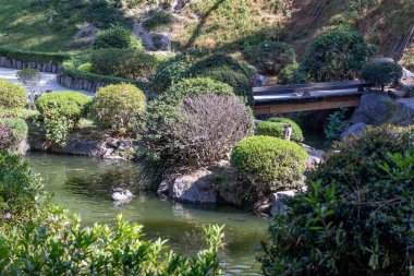 Etrafında yeşil çimenler ve Japon bahçesindeki küçük yapraklı ağaçlar, arka planda ahşap köprü ve kayalık tepe Bosque Colomos halk parkında güneşli bir gün, Guadalajara, Jalisco Mexico