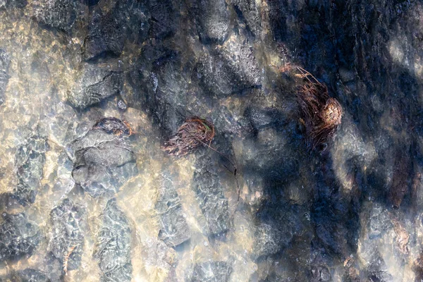Ondiep Beekje Met Stromend Water Tussen Stenen Droge Planten Zonlicht — Stockfoto
