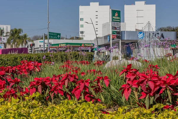 メキシコのハリスコ州グアダラハラ 2023年1月8日 背景にはグロリエタ ミネルバを飾る赤いポインセチアの花々 背景には街並み 背景にはヤシの木や建物 背景には青空と晴れた日 — ストック写真