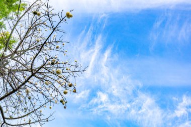 Pamuk tüylü çıplak bir Kapok ağacının dalları ve tohum kabukları beyaz bulutlu mavi gökyüzüne karşı Meksika tarım tarlalarında güneşli bir kış günü. Metin için boşluk