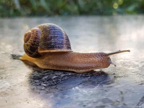 stock image Close-up of a Cornu Aspersum land snail crawling on a stone floor in the garden against green grass in blurred background, soft body and slimy, brownish and shell, sunny day