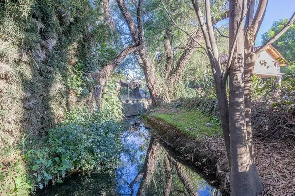 幹に植物を登る木の間を流れ 青空に対して豊かな野生の緑豊かな植生 背景に失われた 水面に周囲の木の反射 メキシコの晴れた日 — ストック写真