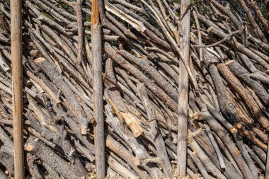 İlkel ekolojik çitlere yakın çekim dallar ve ahşap kütüklerden yapılmış, güneş ışığı aydınlatan yüzey, bir duvar oluşturan ağaç gövdeleri, Meksika 'daki halka açık parkta güneşli bir gün.