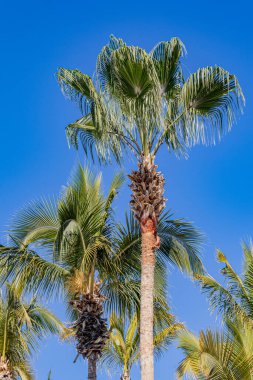 Arka planda açık mavi bulutsuz gökyüzüne karşı bir grup hindistan cevizi palmiyesinin tepesi, uzun ince kahverengi gövdeler, yeşil ve sarımsı yapraklar, La Paz, Baja California Sur Mexico 'da güneşli bir tropikal gün