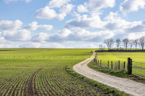 Hollanda tarımsal tarlaları mavi gökyüzüne karşı toprak bir yol beyaz bulutlar, geniş yeşil tarlalar, arka planda çıplak ağaçlar, Hollanda 'nın güney limanında güneşli bir kış günü
