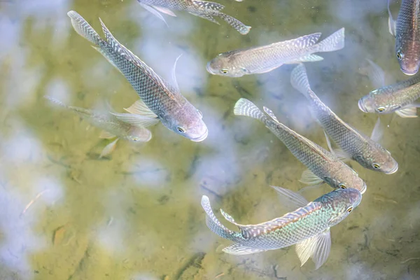 Small fish swimming in a pond with clear water and seeing each other sediments in background, sunlight reflects slightly on surface of the water, sunny spring day in a nature reserve
