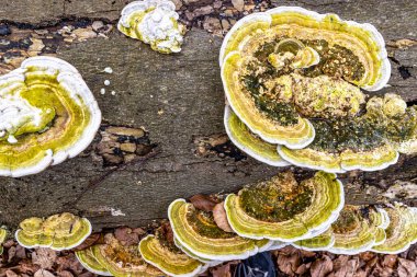 Düşen eski ağaç gövdesi, kahverengi ve yeşil renk kombinasyonu üzerine Bracket mantarı veya Polypore mantarının en iyi perspektifi, Hollanda 'daki Strijthagerbeekdal rezervinin ilk bahar günü