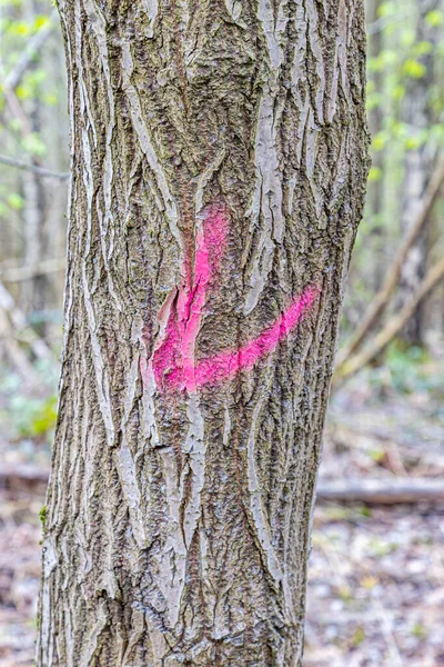Zbliżenie Pnia Drzewa Znakiem Różowej Farby Dzika Roślinność Rozmytym Tle — Zdjęcie stockowe