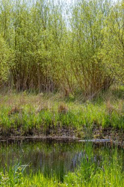 Çamurlu gölet, arka planda yeşil yapraklı yabani otlar, bitki örtüsü ve ağaçlarla çevrili, su yüzeyindeki yansıma, IJzerenbos 'ta güneşli bir gün, Hollanda' nın Güney Limburg bölgesi.
