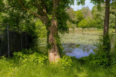 Yabani otların arasında tırmanan bir ağacın gövdesi, arka planda su bitkileri ve yemyeşil ağaçlarla dolu bir gölet, Hollanda 'da doğa rezervi Schwienswei, Sittard, Güney Limburg