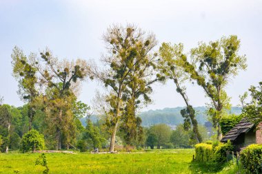 Hollanda vadisinde ökseotu topları olan ağaçlar yeşil çimenlerin arasında, sisli arka planda tepe, doğa parkında güneşli bir bahar günü Ingendael, Hollanda 'nın güneyinde Limburg