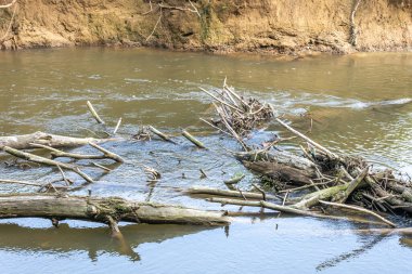 Düşen kuru gövdeler ve dallar Geul nehrinin suyunda birikti, nehir kıyısında kara yamacı, sakin bir şekilde akan su, Hollanda 'nın güneyindeki Ingendael doğa parkında güneşli bir bahar günü
